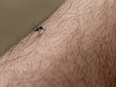 Estado de SP ultrapassa 800 mortes por dengue em 2024; casos somam 1,2 milhão