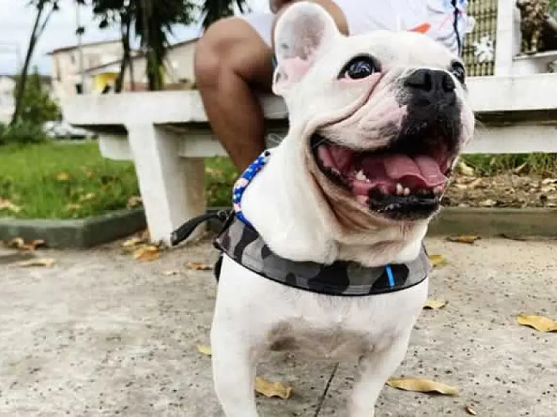 2ª Cãominhada acontece neste sábado (28) em Cubatão