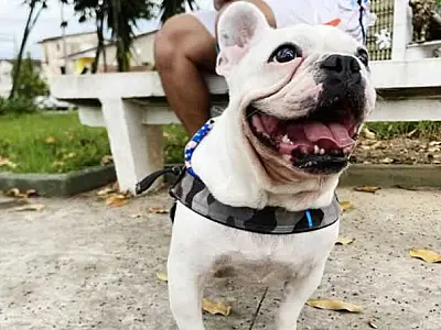 2ª Cãominhada acontece neste sábado (28) em Cubatão