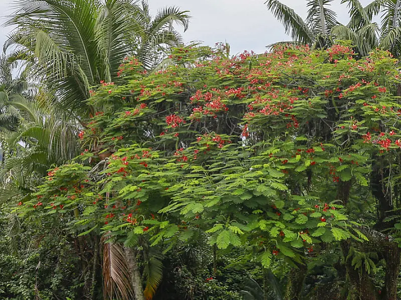 Guarujá é reconhecida como 'Cidade Árvore do Mundo' pela primeira vez