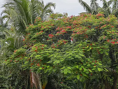 Guarujá é reconhecida como 'Cidade Árvore do Mundo' pela primeira vez