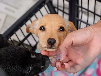 Cidade de Guarujá promove Adoção de Animais neste sábado (9)