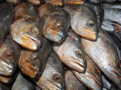 Santos terá 12 pontos de venda de pescado pelos bairros na Sexta-feira Santa