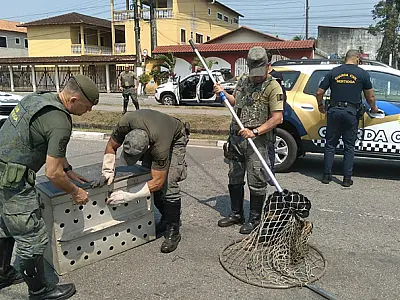 Cachorro ferido é resgatado por guardas civis e ambientais em canal de Bertioga