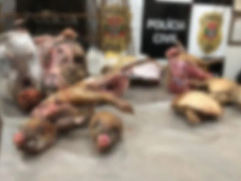 Polícia Civil localiza animais silvestres abatidos por casal