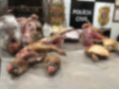 Polícia Civil localiza animais silvestres abatidos por casal