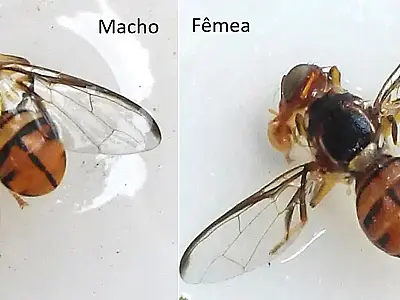 Mosca-da-carambola leva quatro estados à emergência fitossanitária