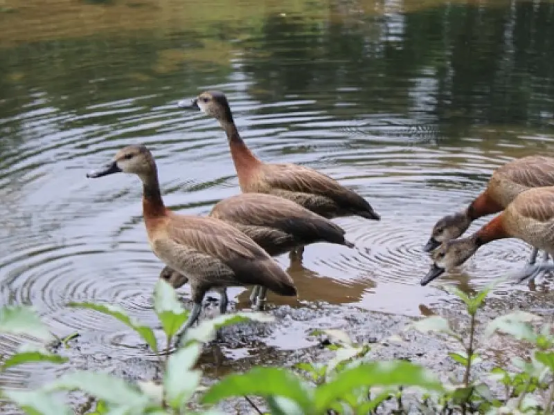 Guarda Ambiental e Aiuká devolvem Irerês ao seu habitat natural