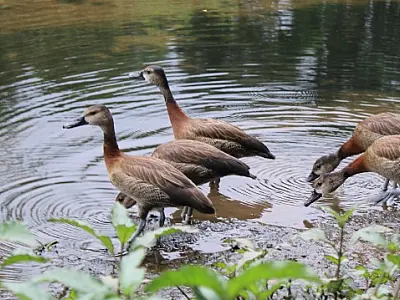 Guarda Ambiental e Aiuká devolvem Irerês ao seu habitat natural