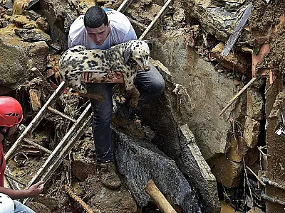 Petrópolis busca abrigo para animais, e grupos arrecadam doações em meio à tragédia