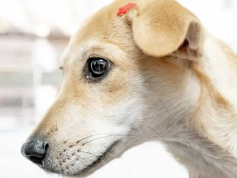 CCZ de Bertioga está com cerca de 160 pets disponíveis para adoção