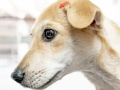 CCZ de Bertioga está com cerca de 160 pets disponíveis para adoção