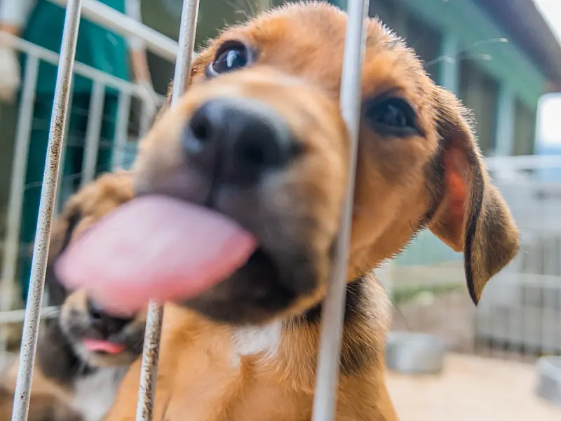 Bertioga promove feira de adoção com mais de 150 animais disponíveis