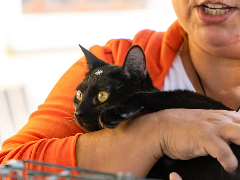 Mais de 80 pets estão em busca de um novo lar em Bertioga; Saiba como adotar