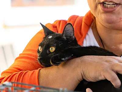 Mais de 80 pets estão em busca de um novo lar em Bertioga; Saiba como adotar