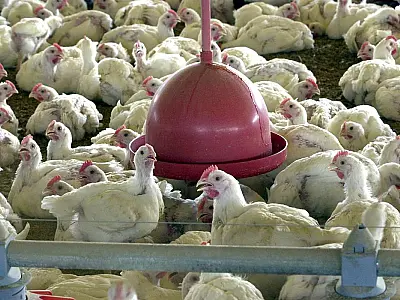 OMS confirma primeira morte por gripe aviária no mundo