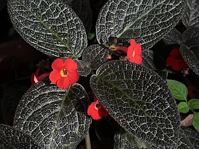 Plantas precisam de cuidados extras no calor. Siga as dicas do Jardim Botânico de Santos