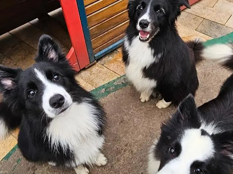 O que observar na rotina de um hotel pet antes de deixar o cão hospedado