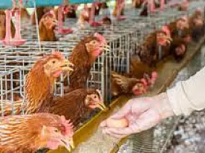 Gripe aviária leva o Brasil a decretar estado emergência zoossanitária