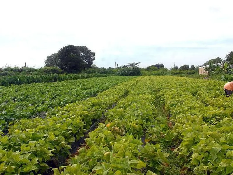 Ministérios assinam acordo para impulsionar agricultura familiar