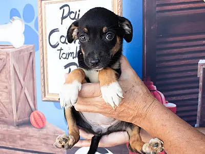 São Vicente oferece atendimento veterinário gratuito para animais