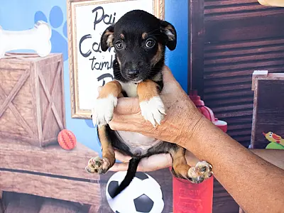 Evento de adoção Pet propaga amor a animais à espera de um lar neste sábado (8)