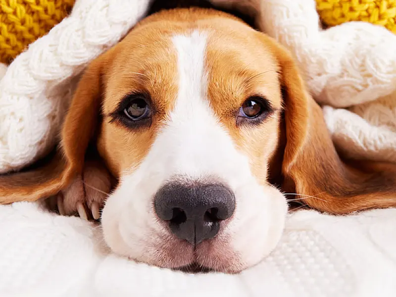 Pets merecem cuidados redobrados com as temperaturas mais baixas