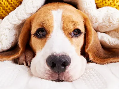 Pets merecem cuidados redobrados com as temperaturas mais baixas