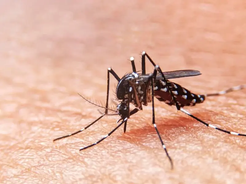 Estado de SP registra queda no número de casos de dengue neste ano