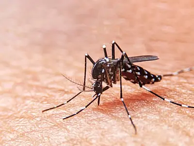 Estado de SP registra queda no número de casos de dengue neste ano