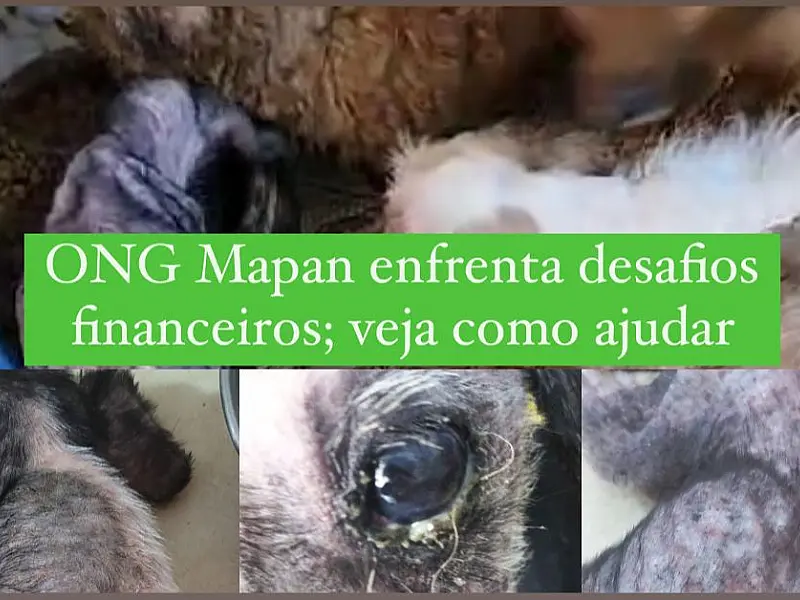 20 anos de resgates: ONG Mapan enfrenta desafios financeiros na Baixada Santista