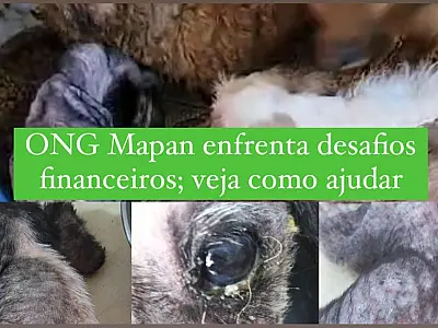20 anos de resgates: ONG Mapan enfrenta desafios financeiros na Baixada Santista