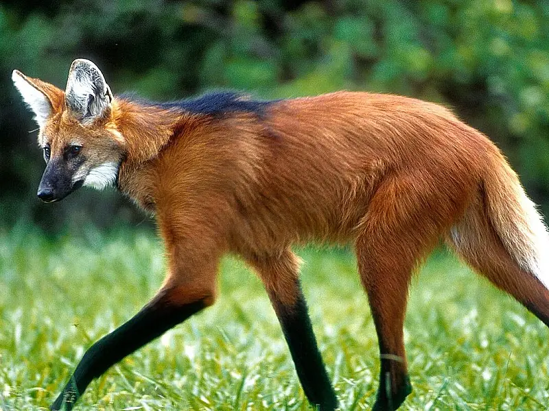 Fundação Florestal captura e trata Lobos-guarás ameaçados por surto de sarna