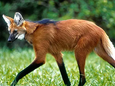 Fundação Florestal captura e trata Lobos-guarás ameaçados por surto de sarna