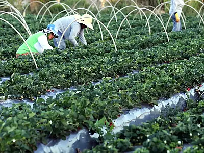 Fora do mapa da fome: Polos de Agricultura Irrigada fortalecem segurança alimentar no Brasil