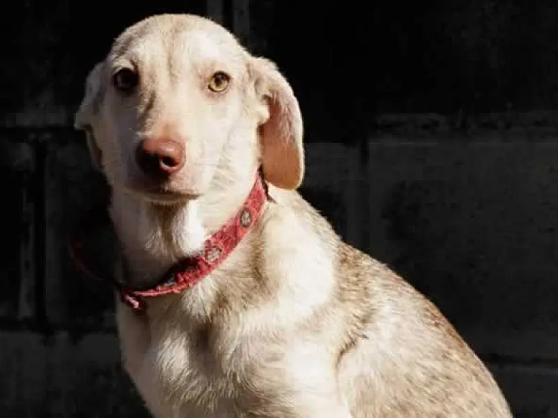 Projeto "Adote um Amigo" traz outros animais que aguardam um lar em Cubatão