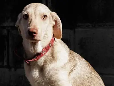 Projeto "Adote um Amigo" traz outros animais que aguardam um lar em Cubatão