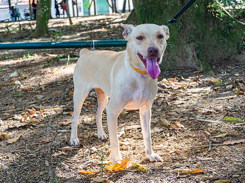 Cuidado com os dogs: Castramóvel realiza atendimentos em São Lourenço