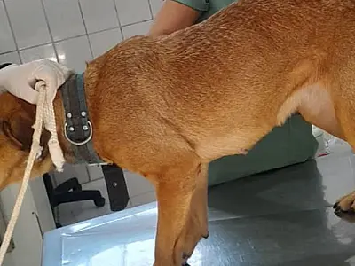Cadela é resgatada no Morro do Voturuá por equipes do Corpo de Bombeiros e Prefeitura de São Vicente