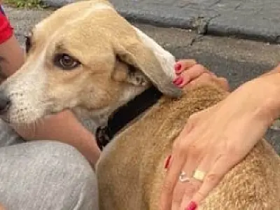 Cadela Pandora está desnutrida, desidratada e com fraqueza