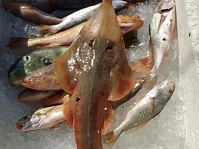 PM Ambiental flagra pesca irregular de raia ameaçada de extinção no mar de Ubatuba