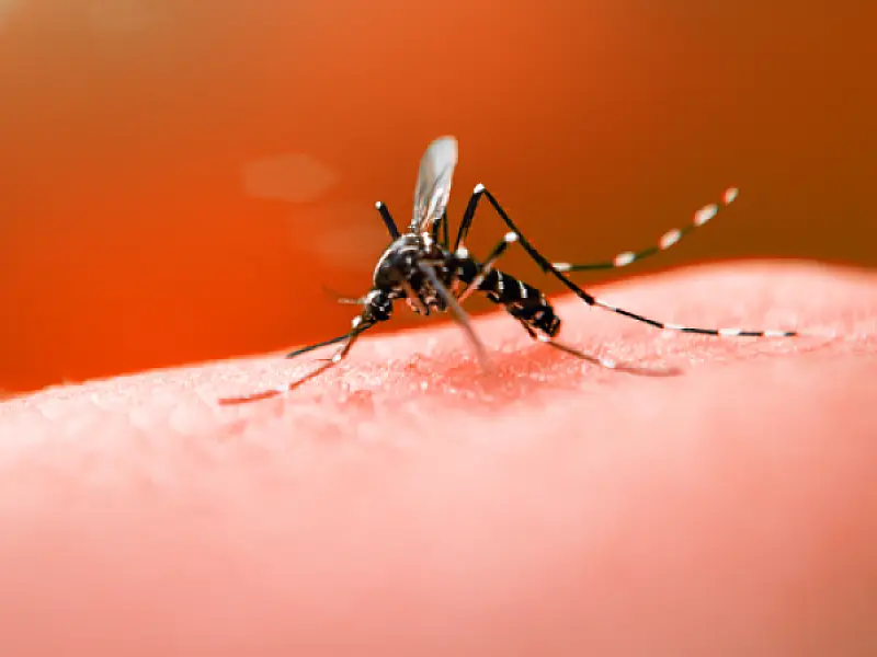 Anvisa aprova nova vacina contra a dengue indicado para população entre 4 e 60 anos