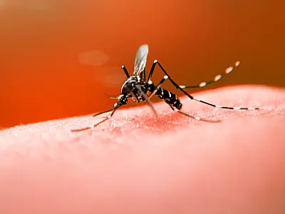Anvisa aprova nova vacina contra a dengue indicado para população entre 4 e 60 anos