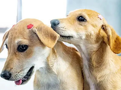 Mais de 100 pets estão disponíveis para adoção em Bertioga; Saiba como adotar