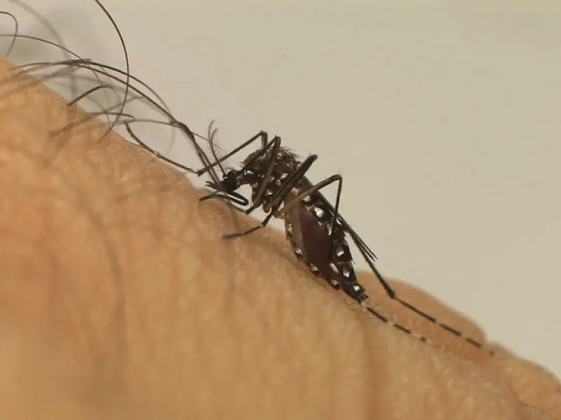 Casos prováveis de dengue se aproximam de 400 mil no país em 2024