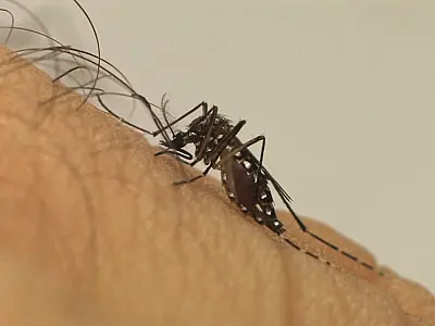 Casos prováveis de dengue se aproximam de 400 mil no país em 2024