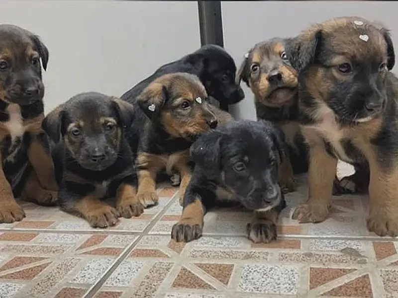 "Não compre, adote": Mais de 160 pets estão disponíveis para adoção em Bertioga
