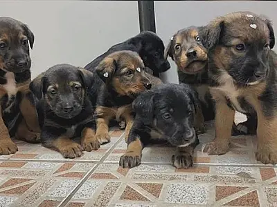 "Não compre, adote": Mais de 160 pets estão disponíveis para adoção em Bertioga
