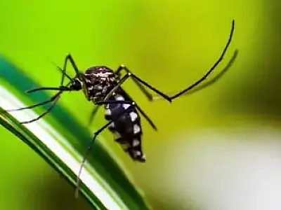 Brasil se aproxima de 6 milhões de casos e 4 mil mortes por dengue