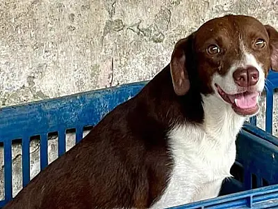 Guarujá realiza feira de adoção de animais neste sábado (22)